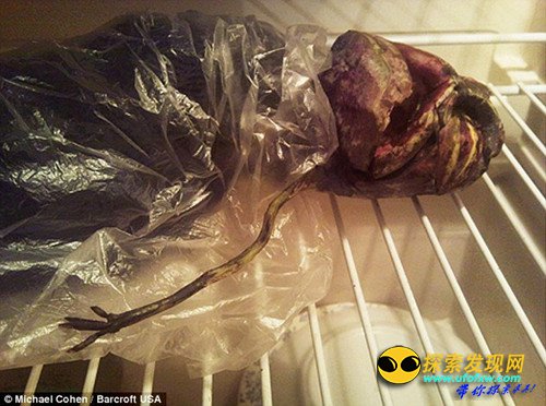 揭秘美国政府隐藏外星人:有何惊天阴谋?