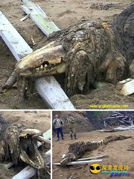 美国“死亡三角”多次出现巨型怪兽