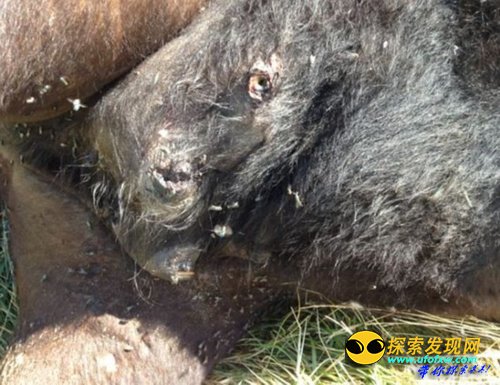 揭秘那些外星人曾在地球做过的血腥残忍事件