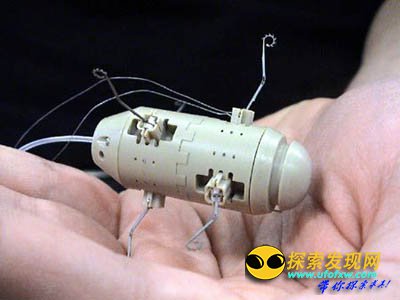 美国科学家:让动物“屈服”于机器人