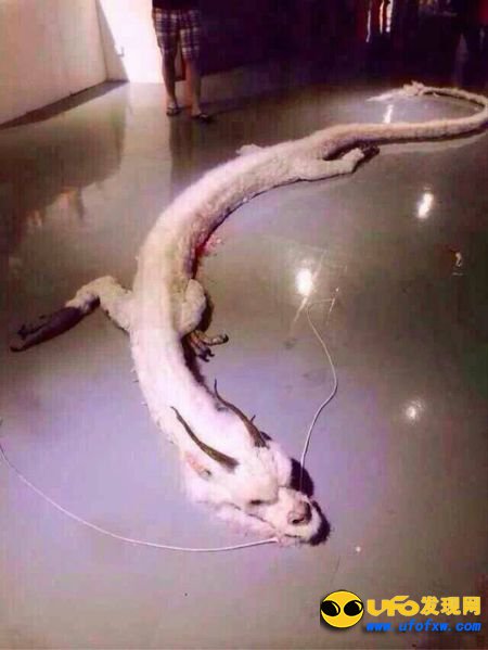 真龙现身事件:真龙被首次发现图片