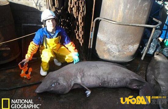 苏格兰海域现怪鲨:外形秒杀人兽杂交