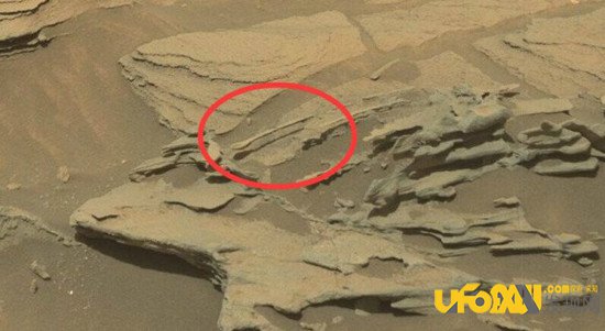 火星发现巨大啮齿动物:火星生物存在已被证实?
