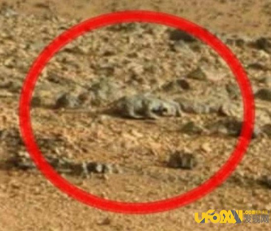 火星发现巨大啮齿动物:火星生物存在已被证实?