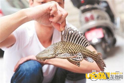 泉州市民捕获怪鱼,身披豹纹铠甲,不建议食用