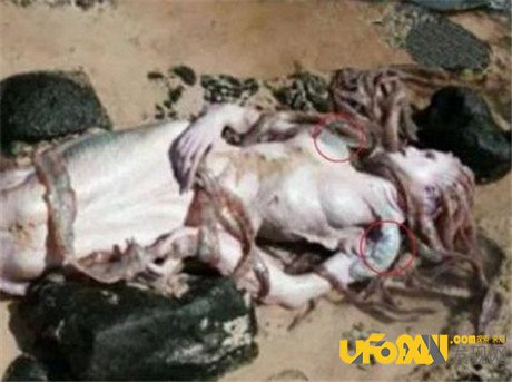 震惊国人,独家揭秘黑鳞鲛人活着的样子