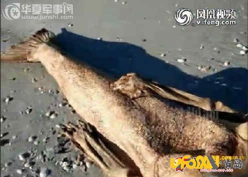震惊国人,独家揭秘黑鳞鲛人活着的样子