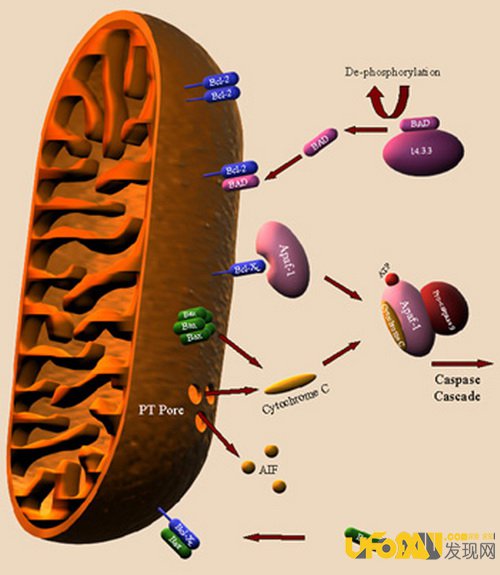 为什么我们还保留着线粒体DNA?