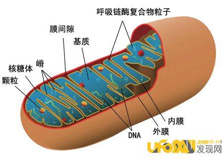 为什么我们还保留着线粒体DNA?