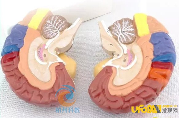 人类大脑开发到一定程度可以重组?