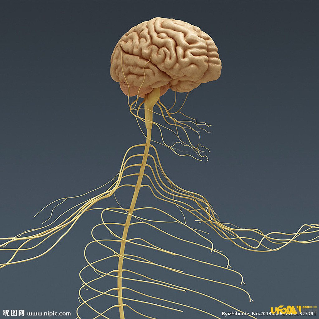 人类大脑开发到一定程度可以重组?