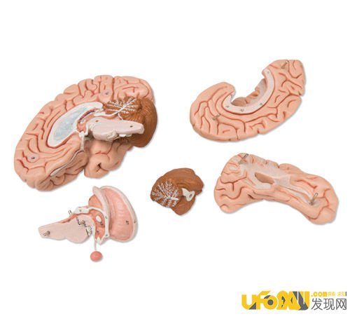 人类大脑开发到一定程度可以重组?