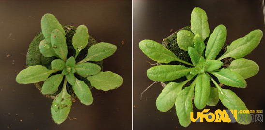 战斗的植物:植物也跟动物一样优胜略汰