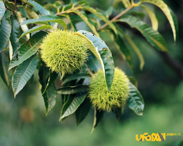 战斗的植物:植物也跟动物一样优胜略汰