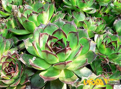 战斗的植物:植物也跟动物一样优胜略汰