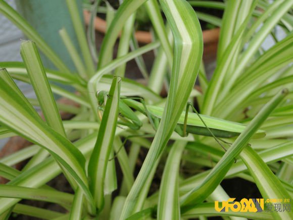 战斗的植物:植物也跟动物一样优胜略汰