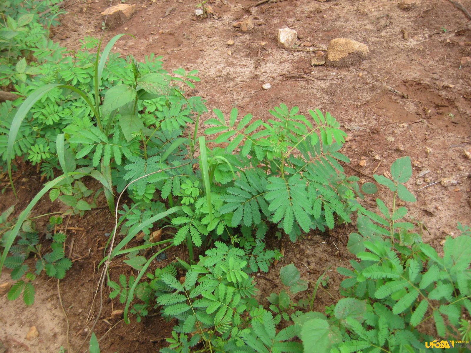 战斗的植物:植物也跟动物一样优胜略汰