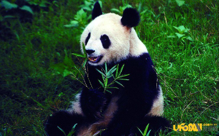 赠与澳门大熊猫肾衰死亡情况罕见
