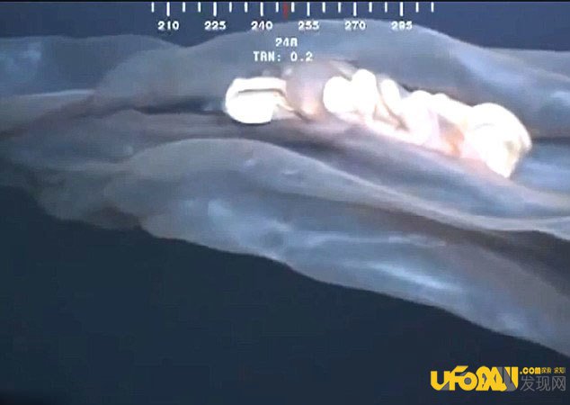 墨膜状深海怪物身份确认:胎盘水母
