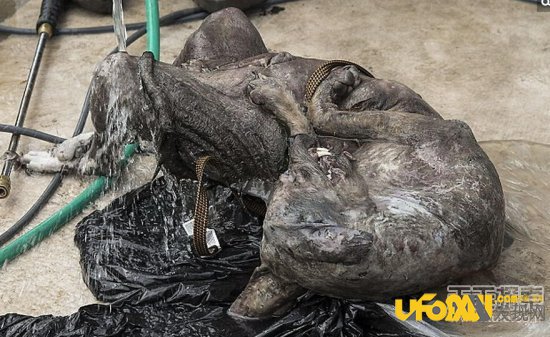 离奇的英国UFO事件,大量家畜被抽干血液