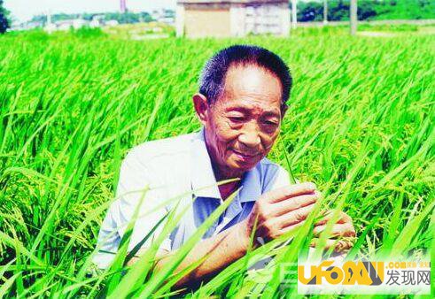 袁隆平水稻破纪录