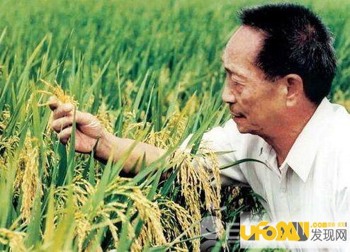 袁隆平水稻破纪录