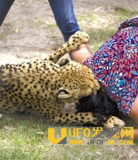 老虎咬人事件怎么赔偿