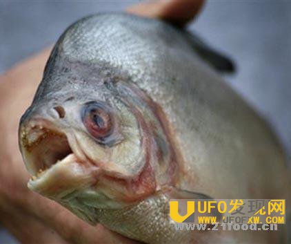 美国惊现食人鱼
