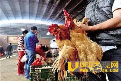 h7n9高发人群