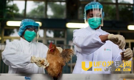 h7n9高发人群