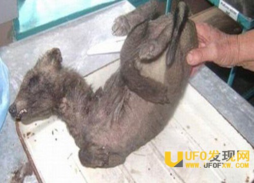 十大神秘生物怪兽档案