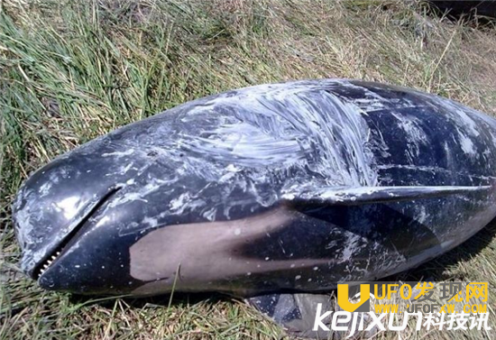 参加蓝鲸死亡游戏的体验是什么?独家揭秘蓝鲸游戏