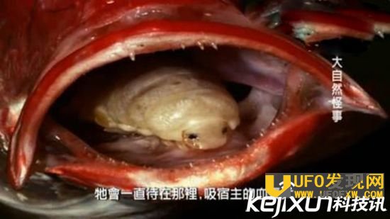 外星寄生虫控制美女 身体遭到寄居以血液为食