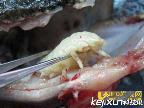 外星寄生虫控制美女 身体遭到寄居以血液为食