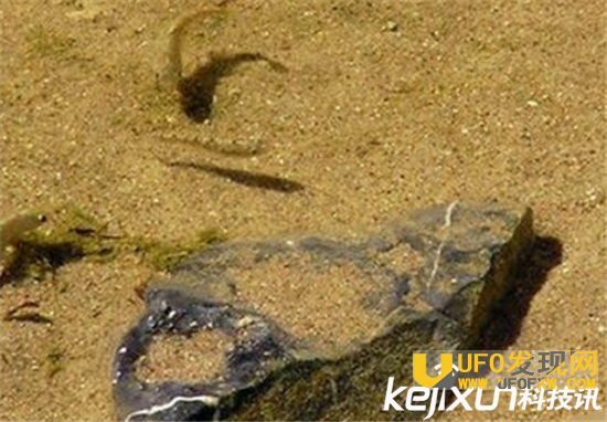 世界最神奇的鱼:沙漠鱼 沙漠里的不死传说
