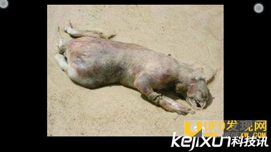 科学家承认水猴子存在 长相狰狞所有人都吓坏了!