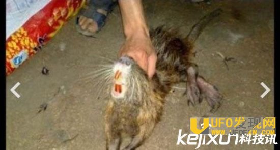 科学家承认水猴子存在 长相狰狞所有人都吓坏了!