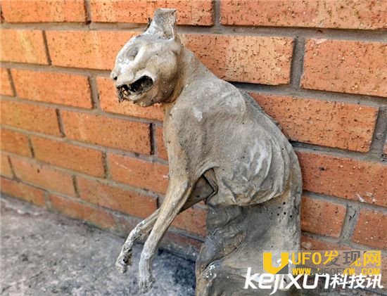 男子发现木乃伊猫 30多年未腐烂极其罕见