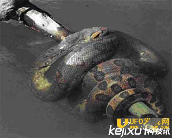 蓝蛇有毒吗?世界上最大的蛇是什么?