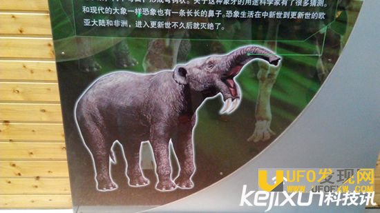 蓝蛇是什么?世界上最大的动物竟是它惊掉下巴!