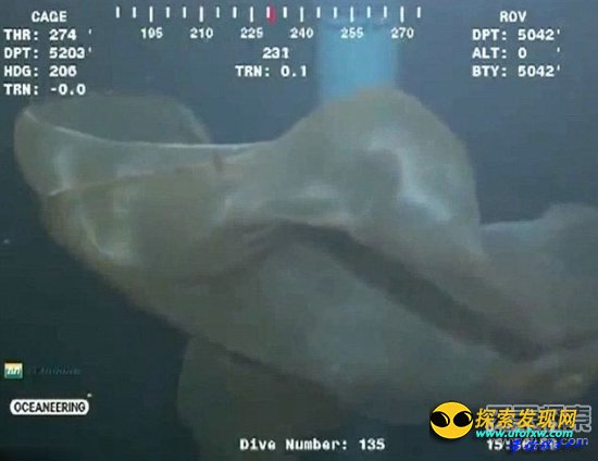 墨膜状深海怪物身份确认:胎盘水母