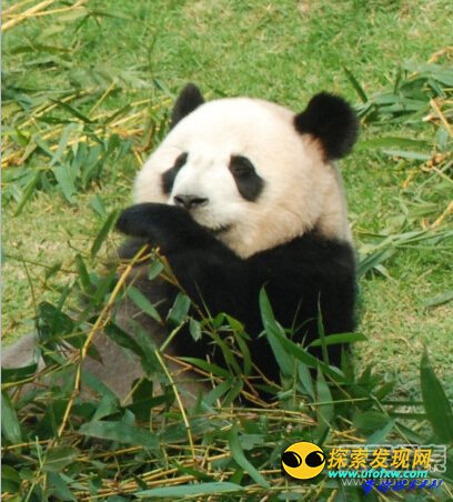 赠与澳门大熊猫肾衰死亡情况罕见