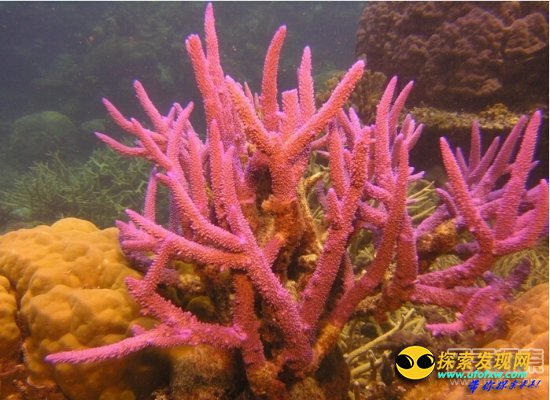 澎湖南方四岛珊瑚礁生态明显复育