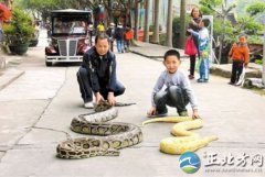 霸气:遛蛇哥带两条大蟒蛇上街晒太阳