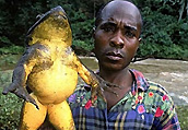 非洲巨型青蛙：身长达1米